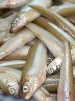 Walley Master Regular Smelts