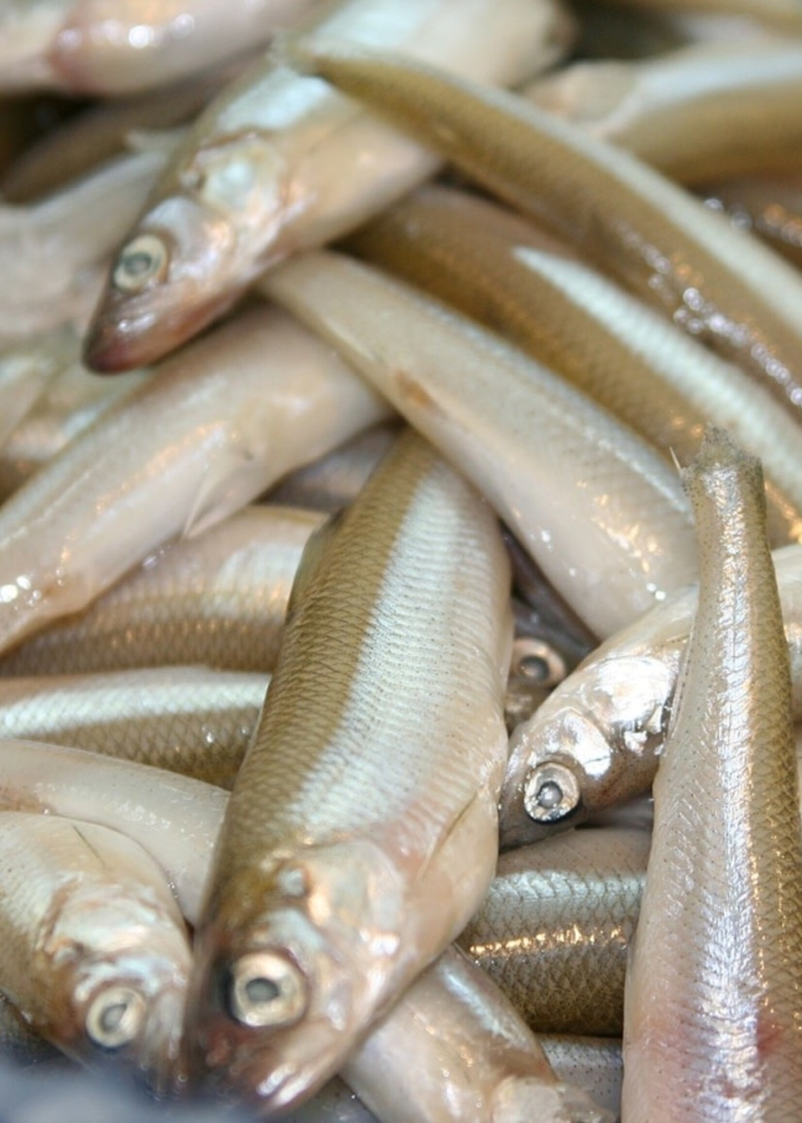 Walley Master Regular Smelts