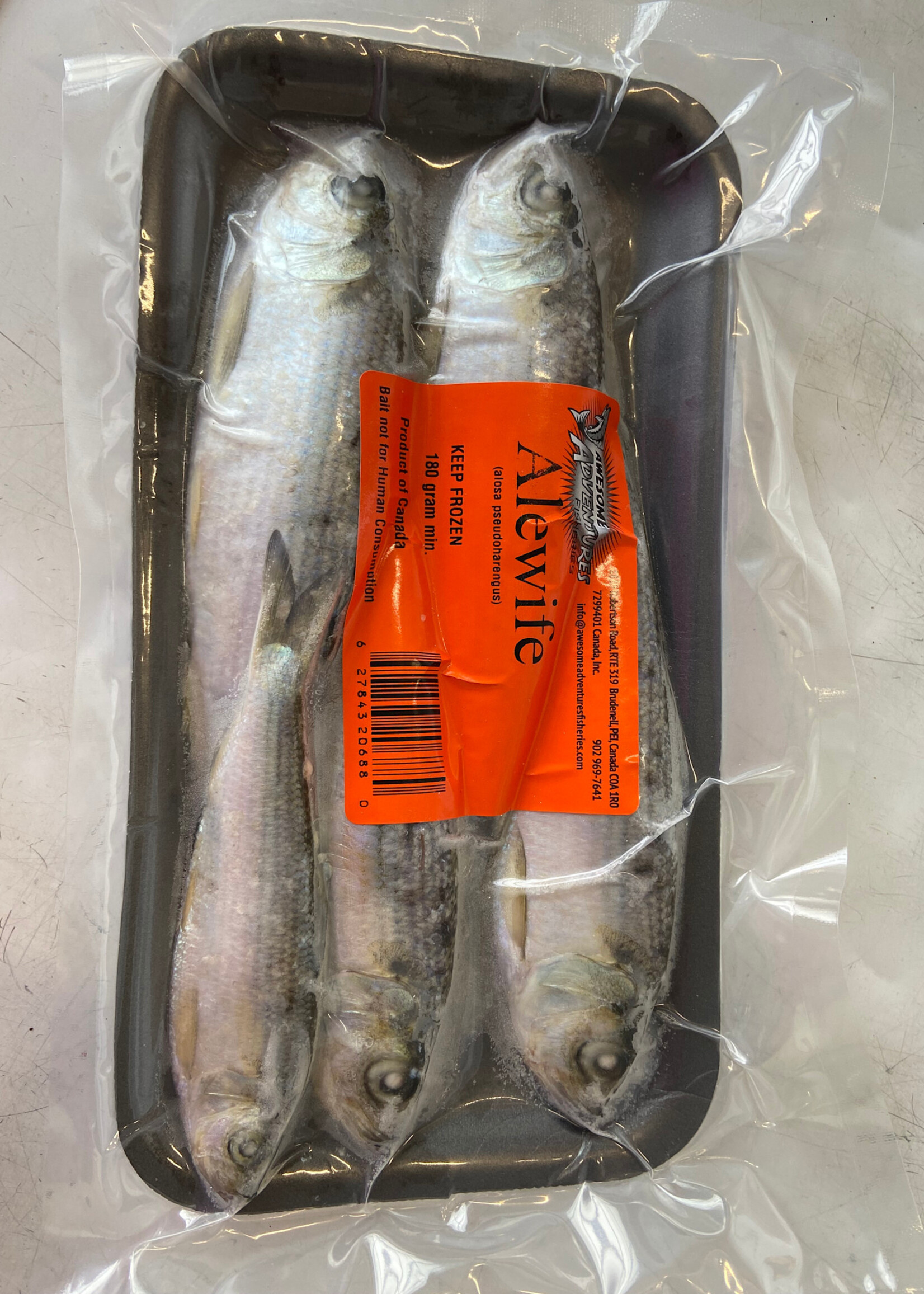 Walley Master Alewife 8" Bait