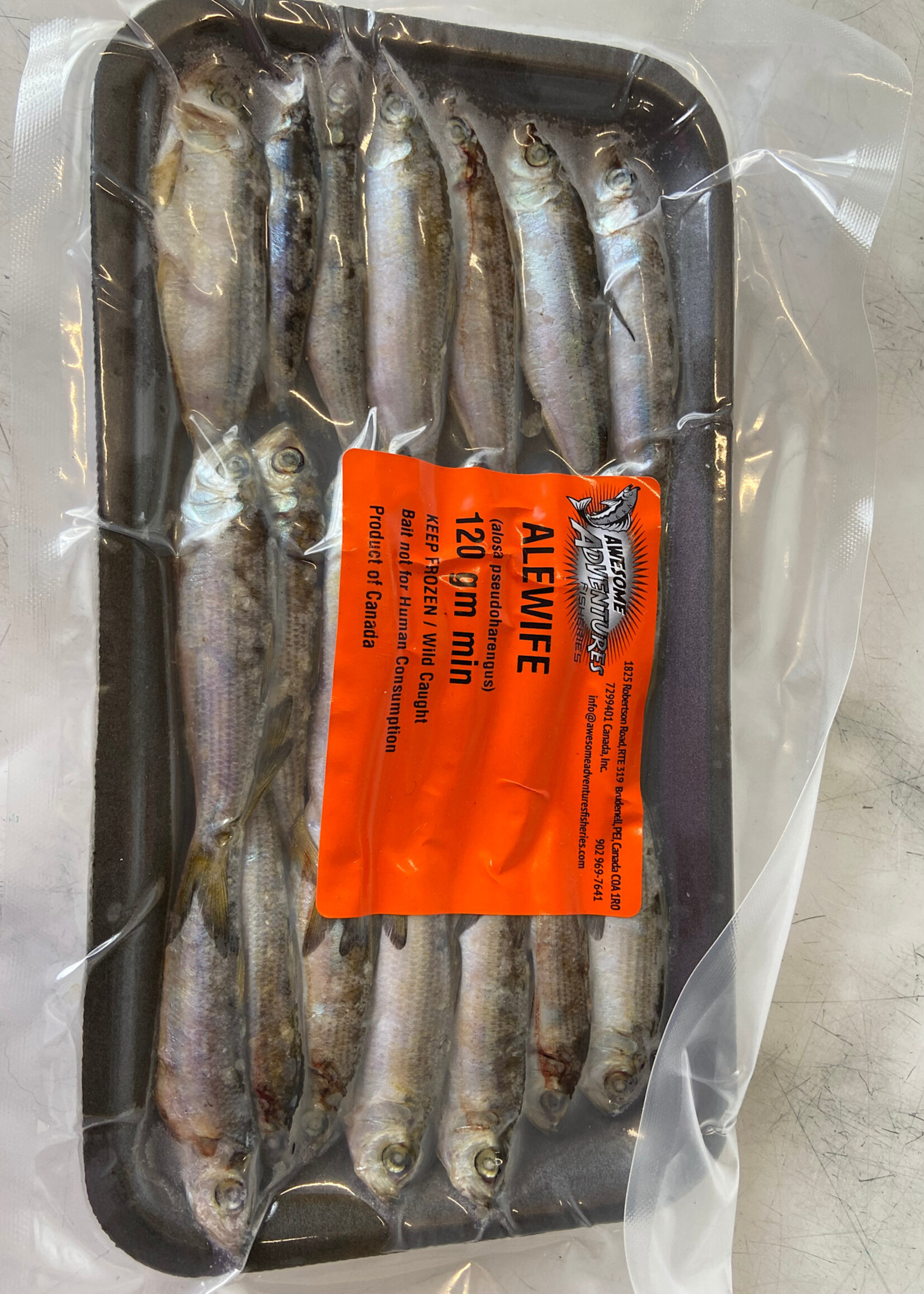 Walley Master Alewife 5" Bait