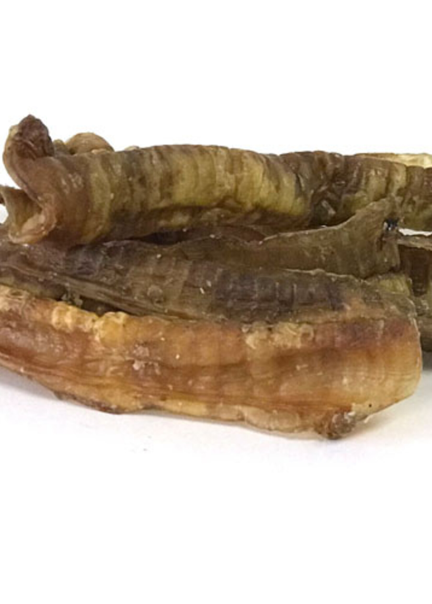 Sōl sōl Lamb Trachea