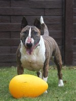 Jolly Pets Jolly Egg Yellow 12in