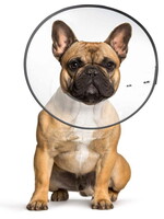 ZenPet E-Collar (Plastic) Large