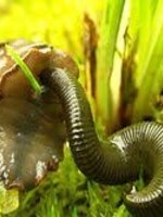 Walley Master Leeches 1/8 Lb