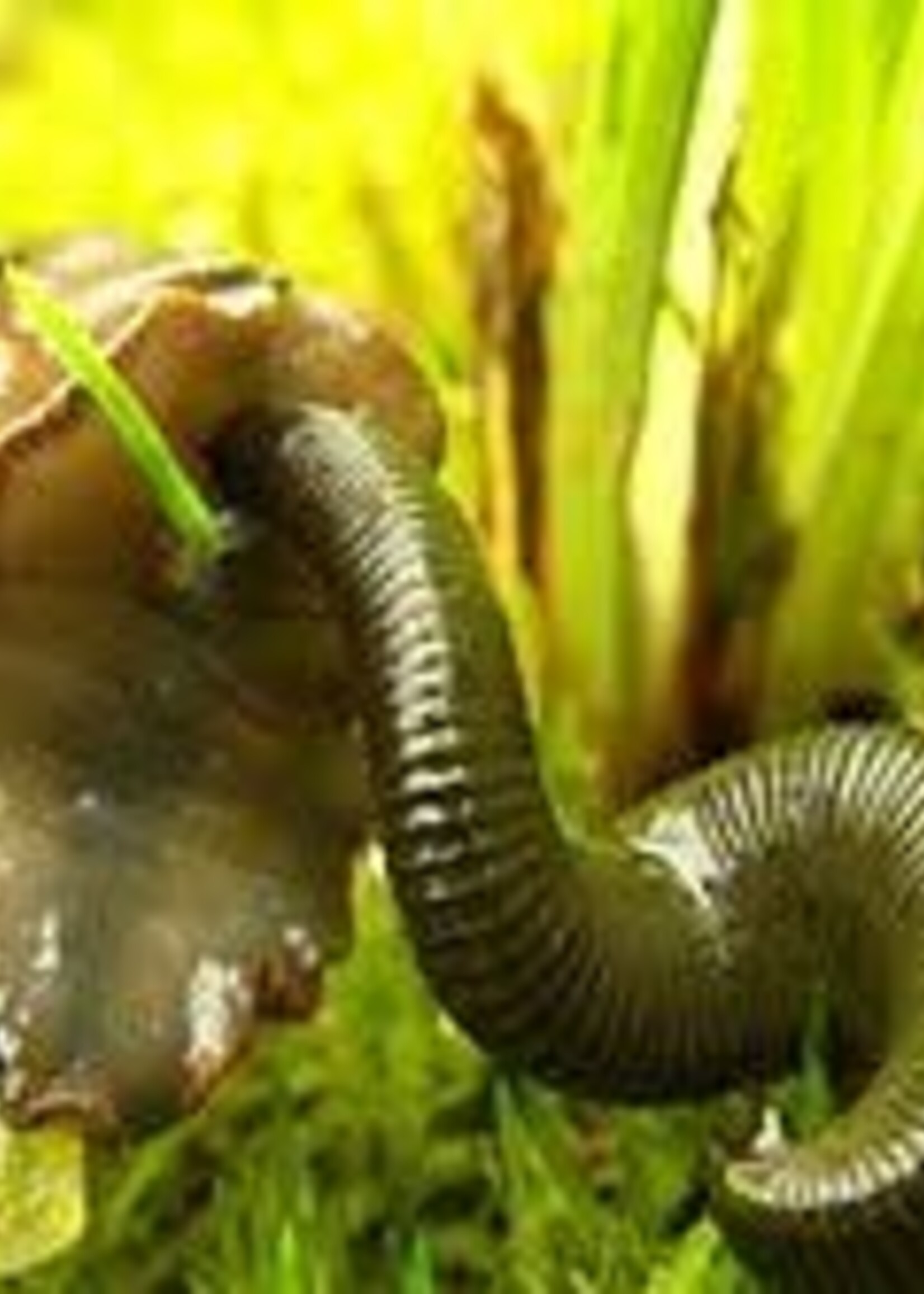 Walley Master Leeches 1/8 Lb