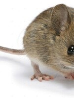 5 Frozen Adult Mice