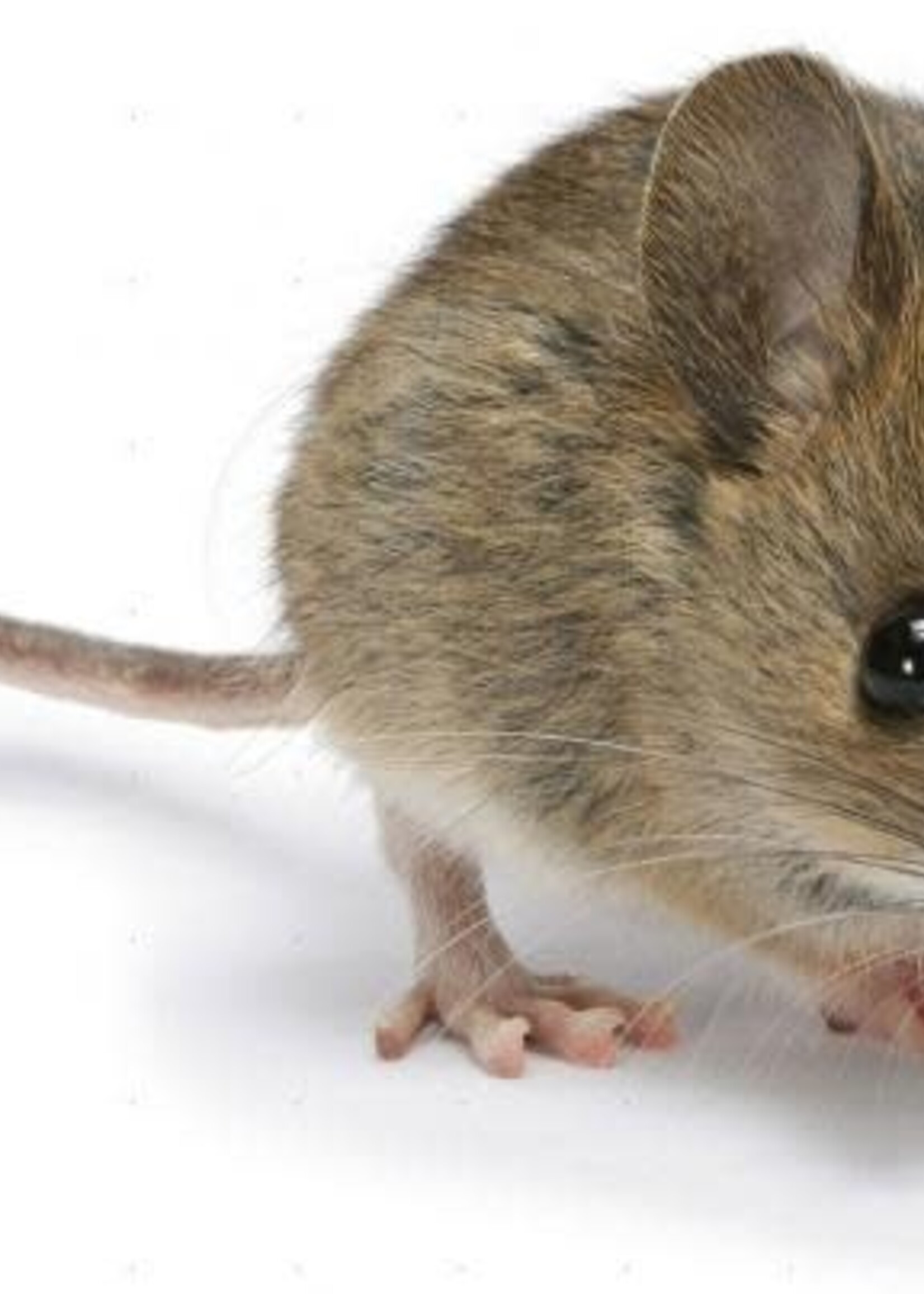 5 Frozen Adult Mice