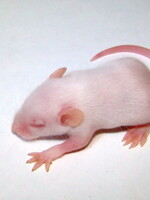 5 Frozen Fuzzy Mice
