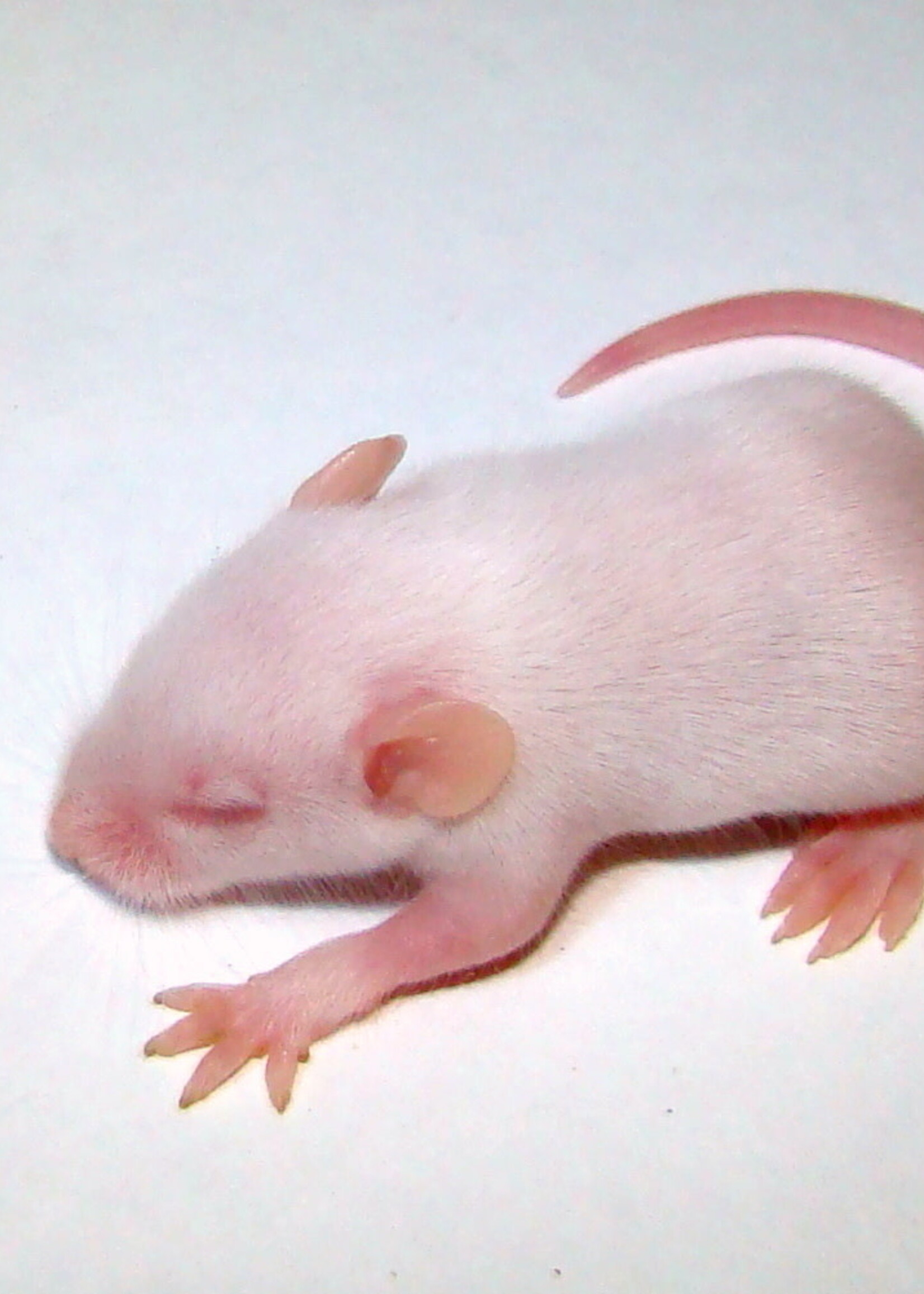 5 Frozen Fuzzy Mice