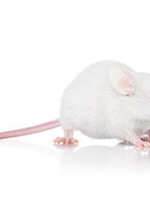 5 Frozen Hopper Mice