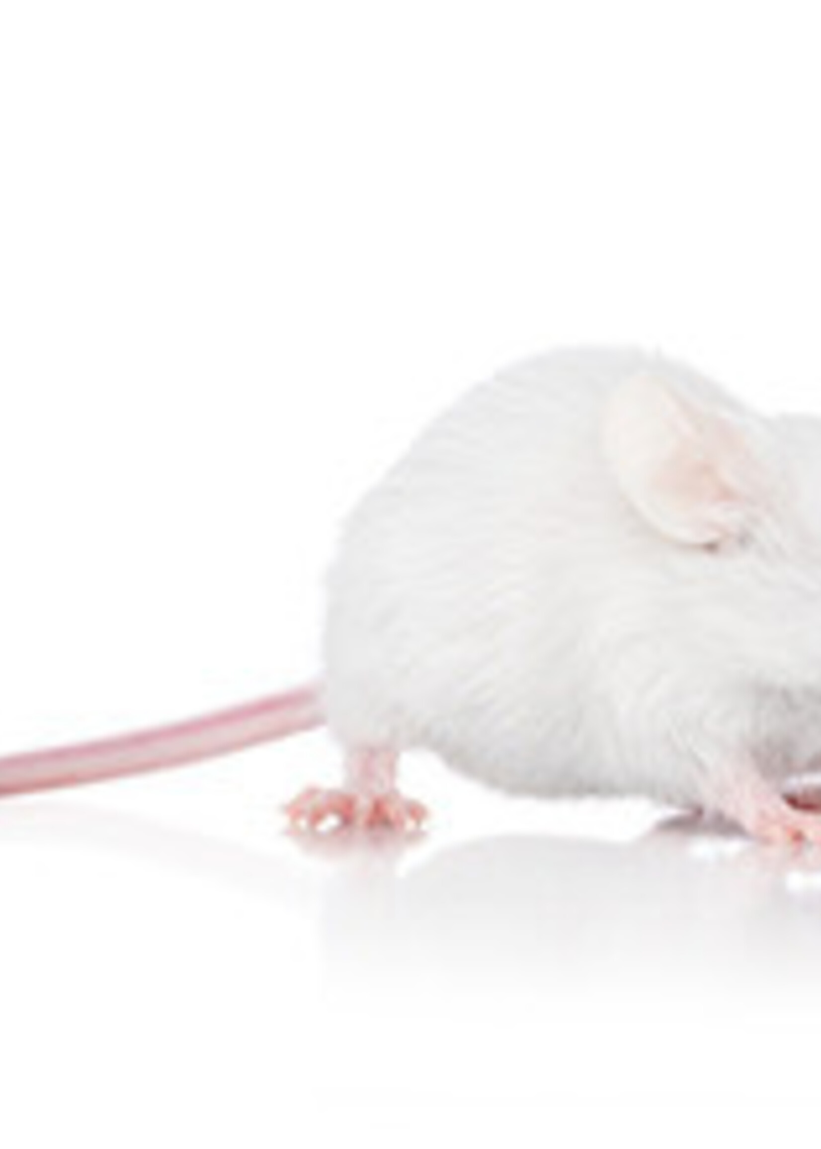 5 Frozen Hopper Mice