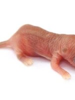 5 Frozen Large Pinky Mice