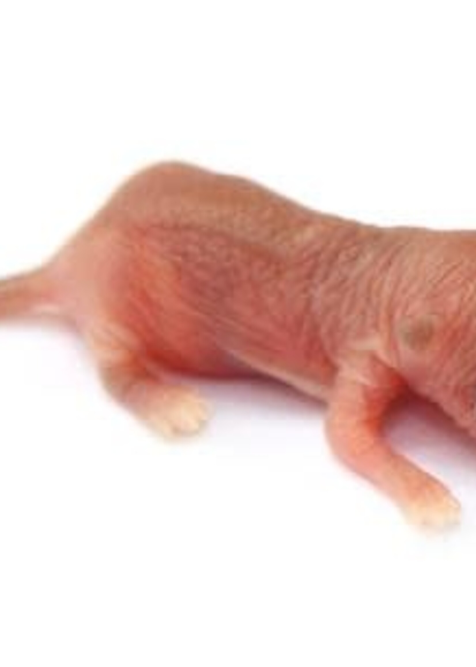 5 Frozen Large Pinky Mice