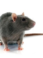 Colossal Frozen Rat