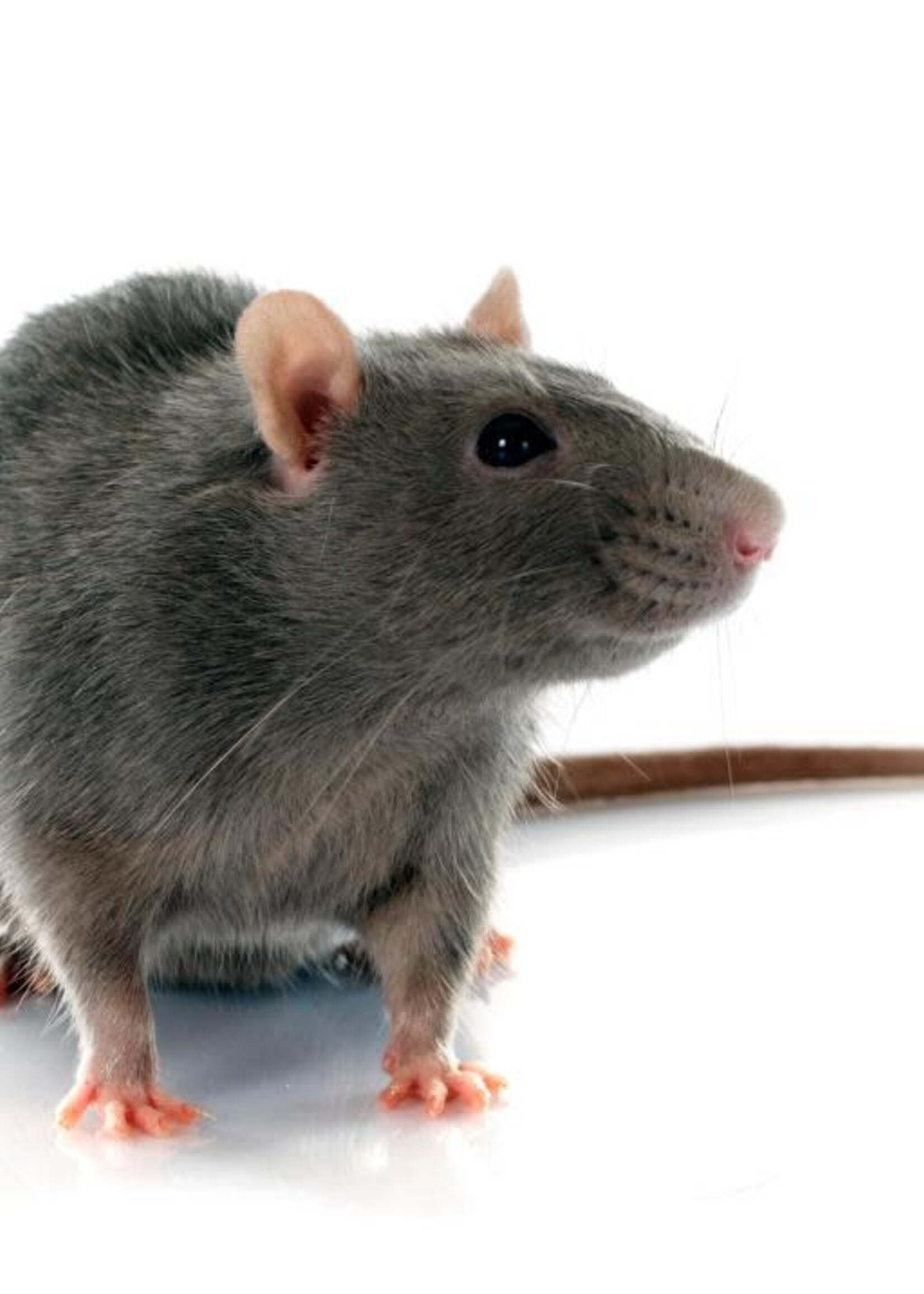 Colossal Frozen Rat