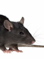 Frozen Large Rat