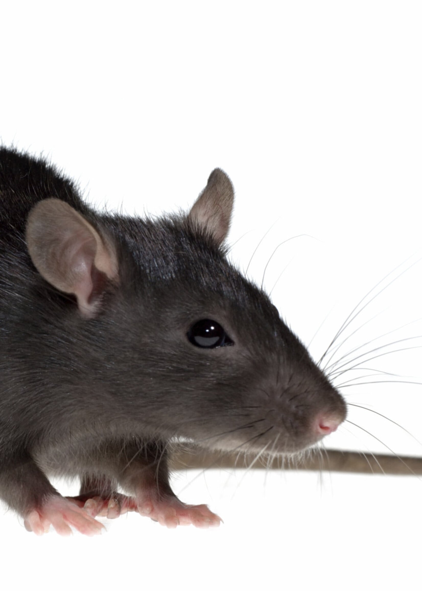Frozen Large Rat