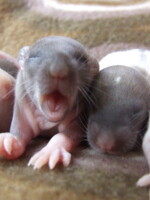 Frozen Rat Pups