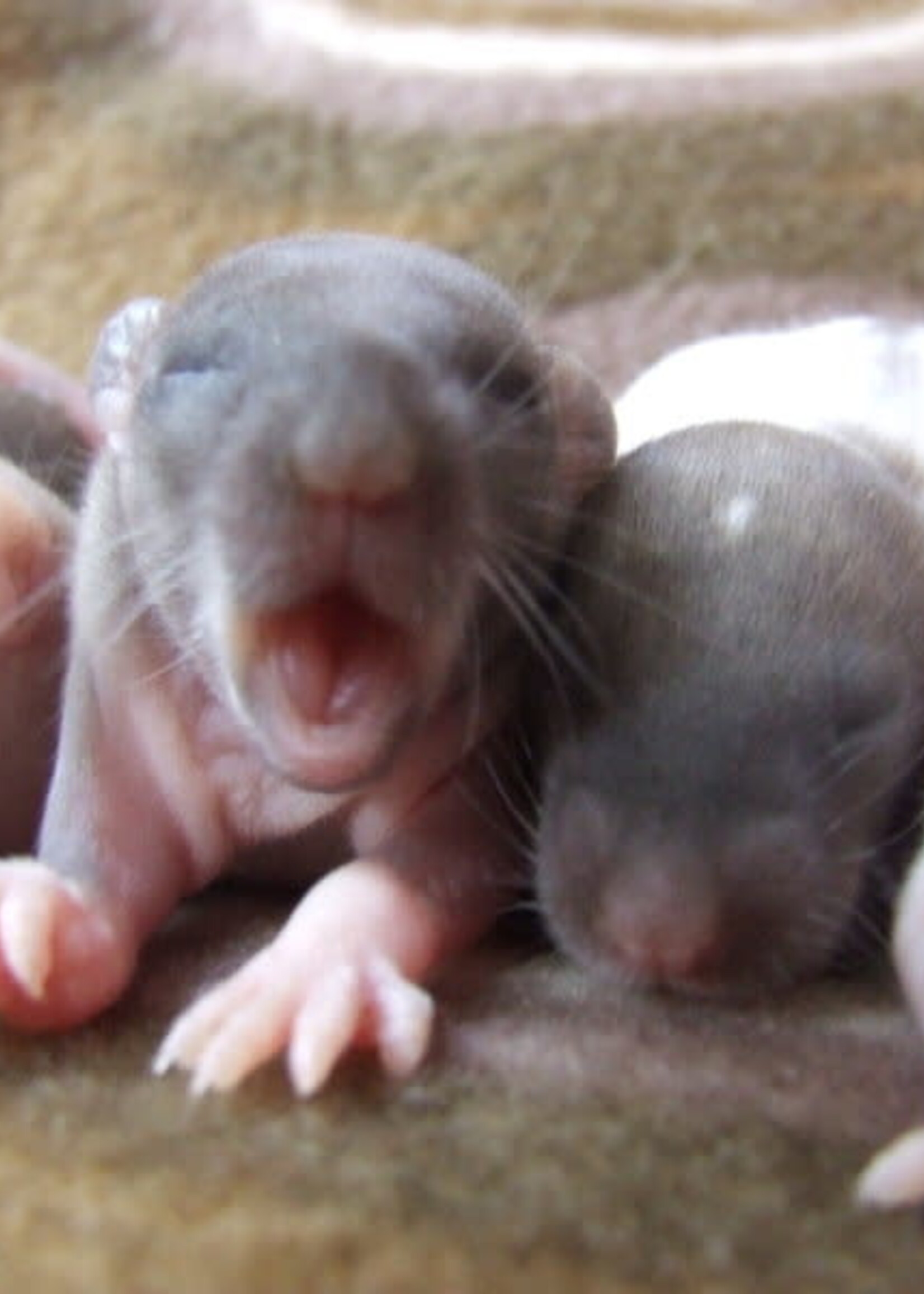 Frozen Rat Pups