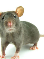 Frozen Small Rat
