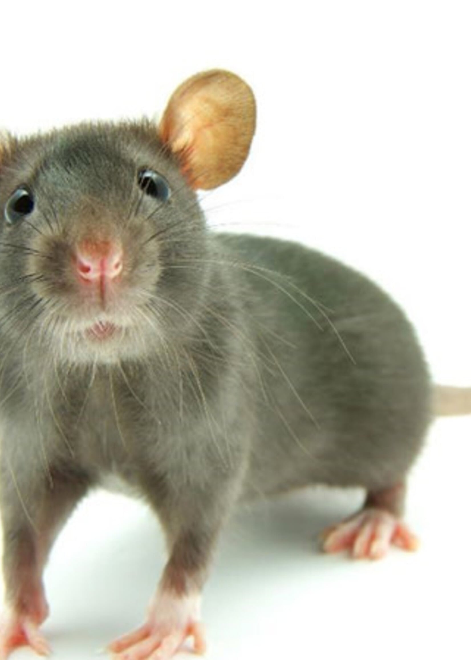Frozen Small Rat