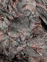 B&T Pets Beaver Crisps (dehydrated beaver meat; 100g)