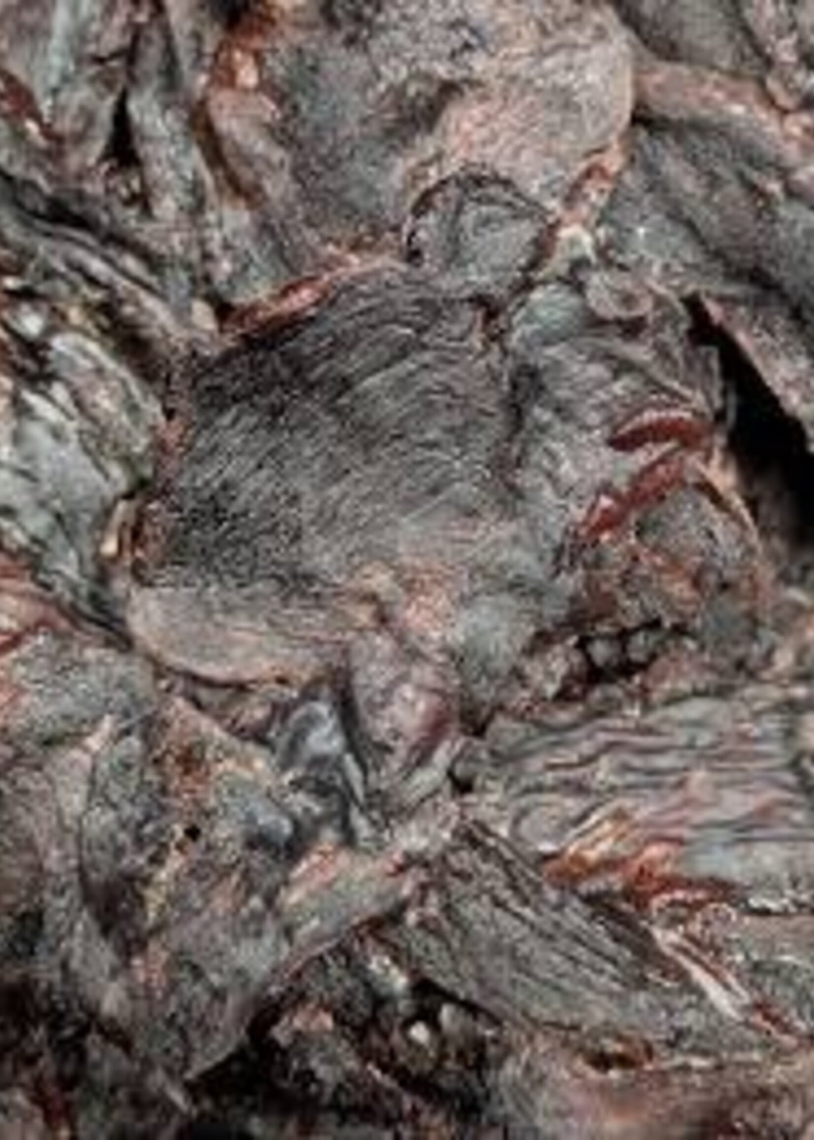 B&T Pets Beaver Crisps (dehydrated beaver meat; 100g)