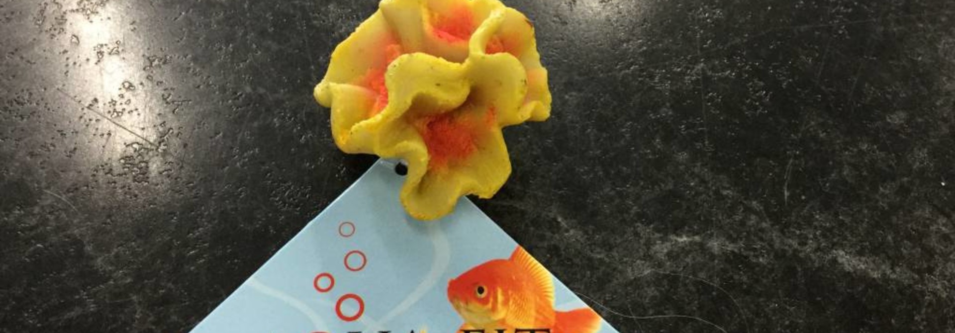 Aqua-Fit Hammer Coral