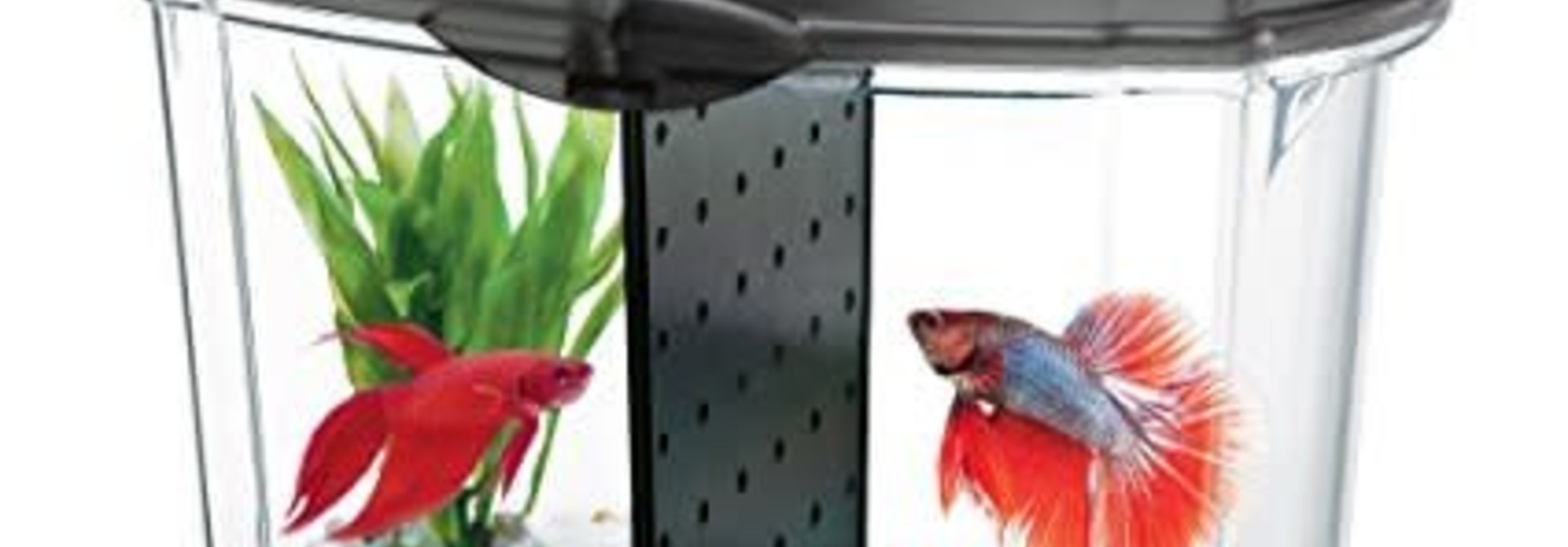 Aqueon Betta Bowl Starter Kit Black