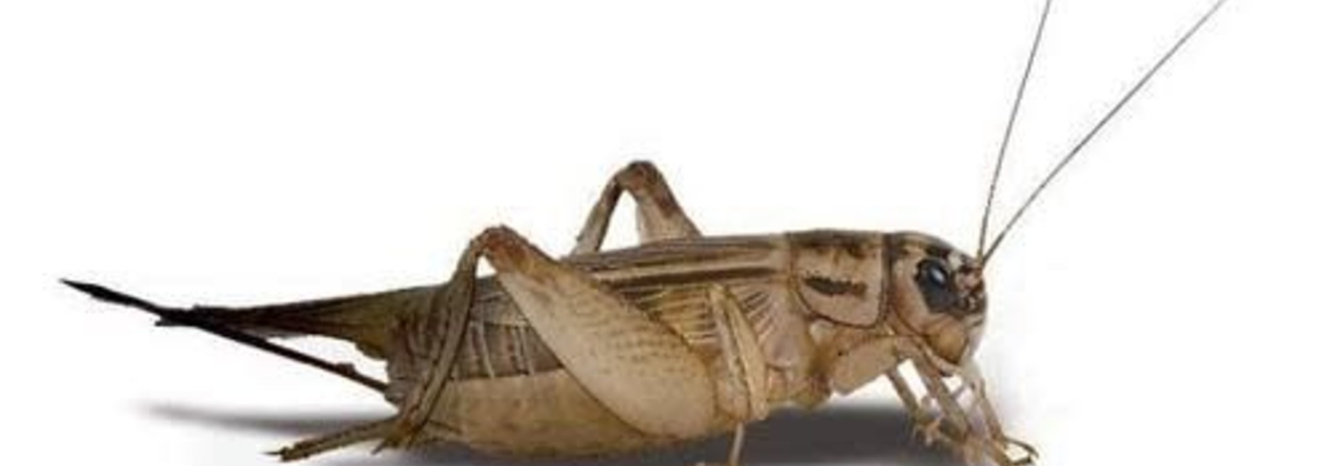 5 Week Crickets