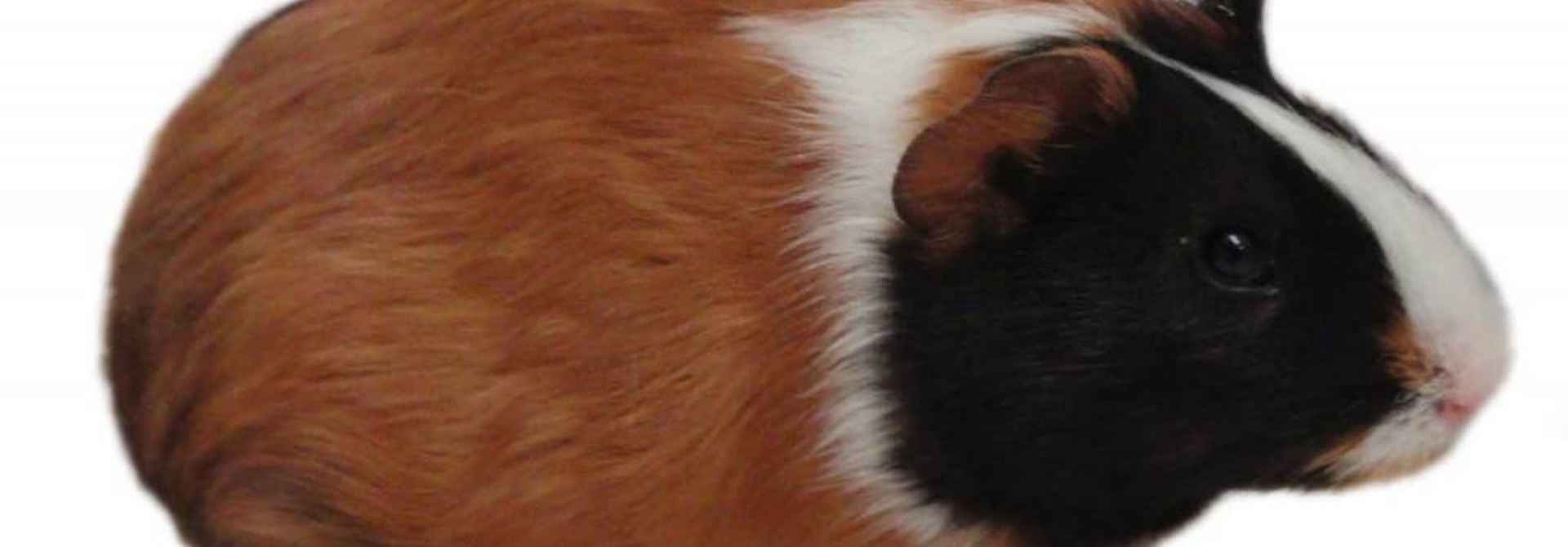 Frozen Guinea Pig 1.0-1.5lb