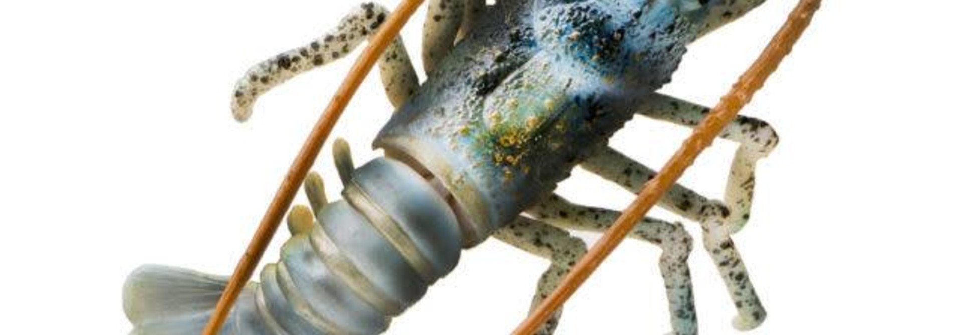 Aquatop Spiny Lobster Aqua 4in Silicone
