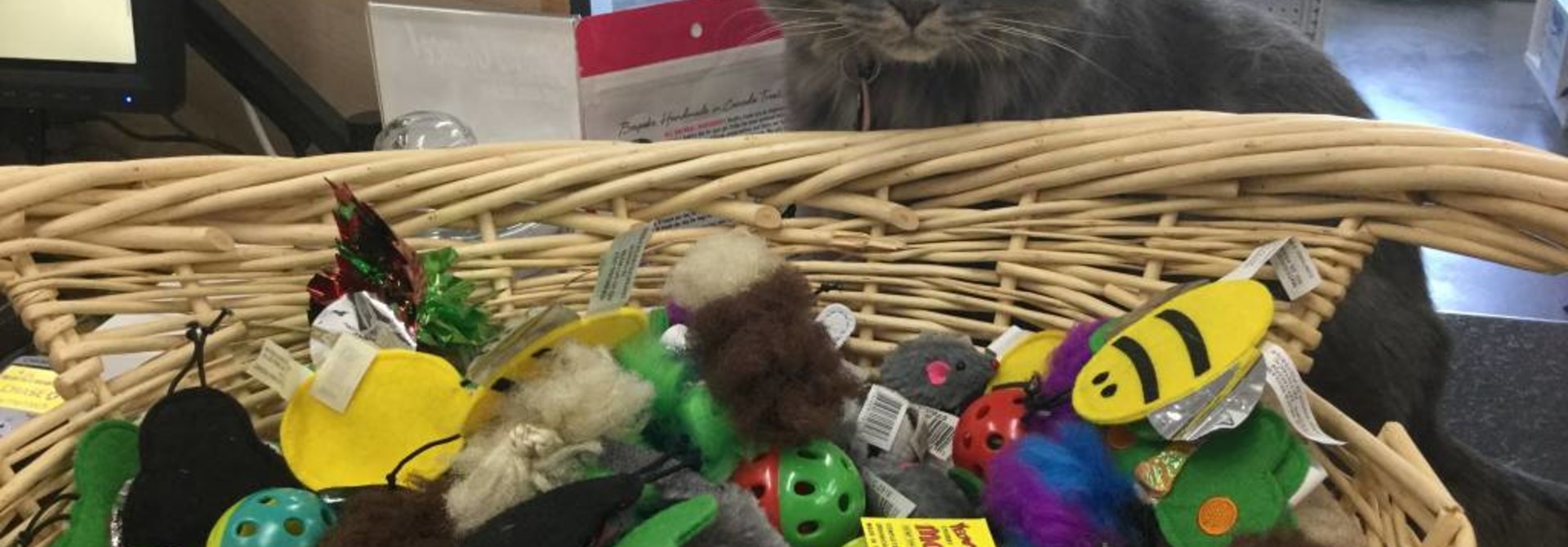 Harriet’s Favorite Cat Toys