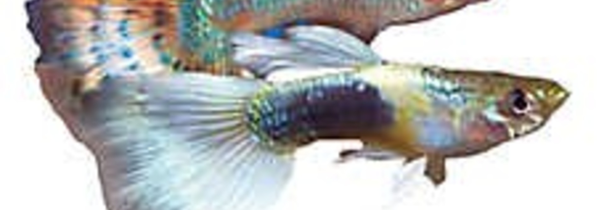 Guppy Fancy Assorted Med