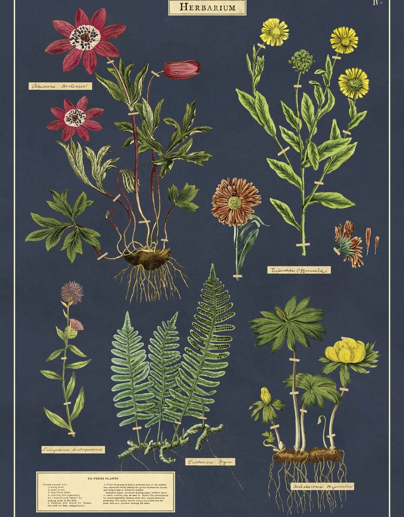 Cavallini Plant Themed Cavallini Posters/Wrap