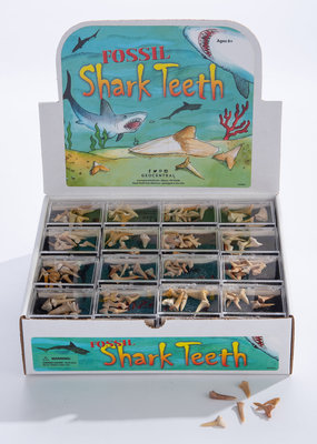 GeoCentral Stones to Go Boxes Shark Teeth