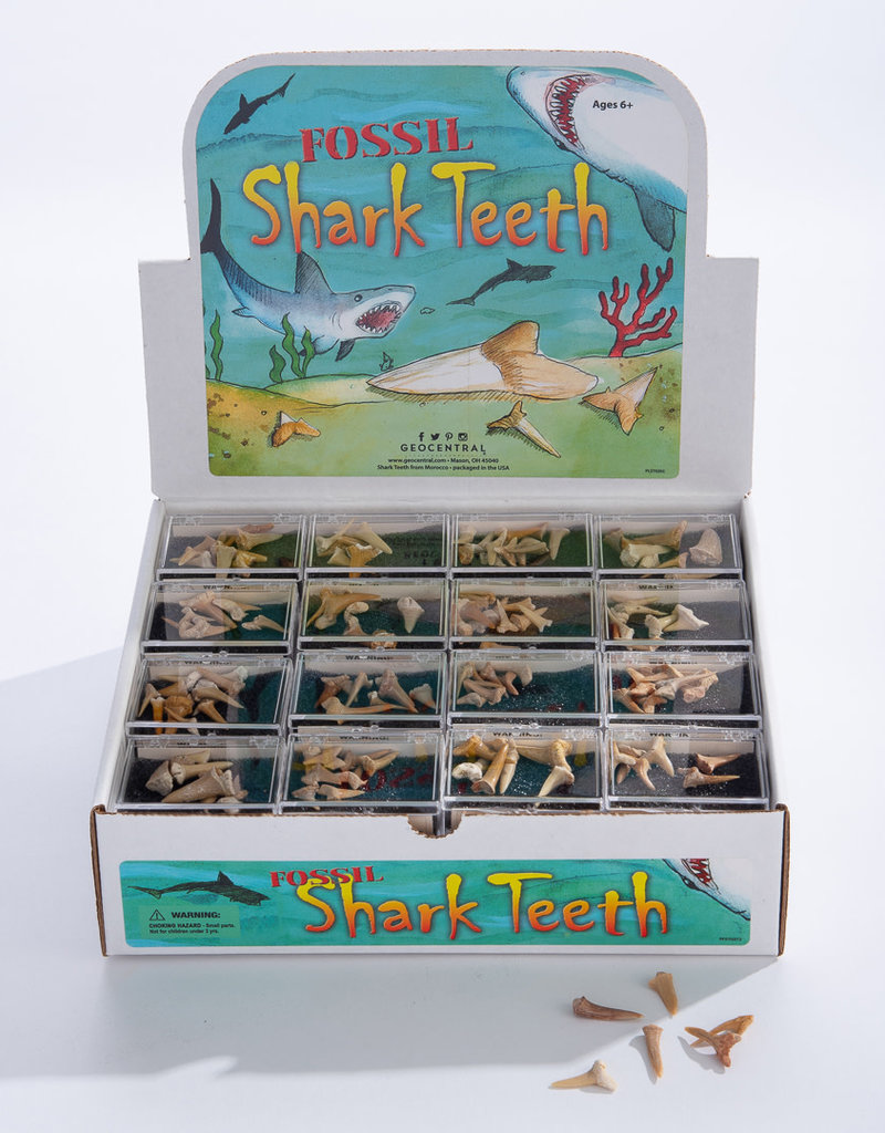 GeoCentral Stones to Go Boxes Shark Teeth
