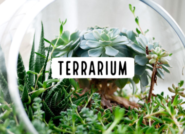Terrarium 