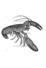 100 Proof Press Stamp Maine Lobster