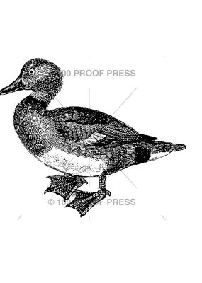 100 Proof Press Stamp Your Basic Duck