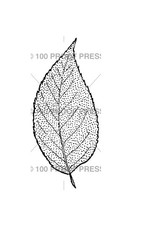 100 Proof Press Stamp Beech Leaf