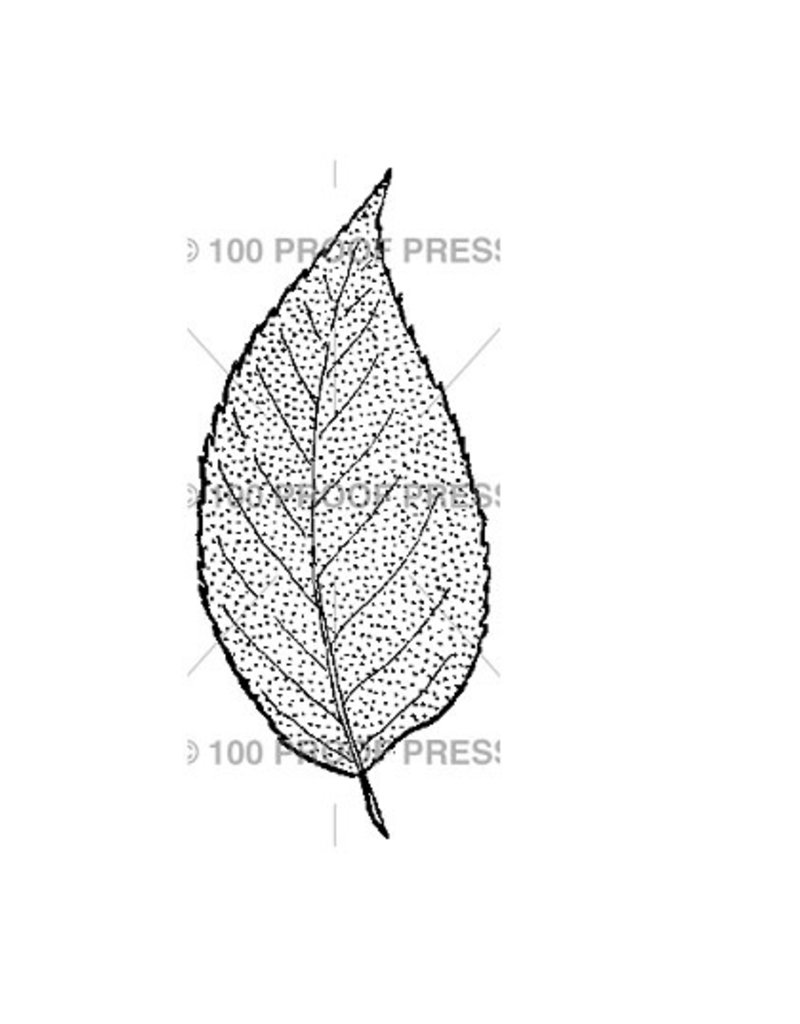 100 Proof Press Stamp Beech Leaf