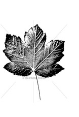 100 Proof Press Stamp Large Maple Leaf