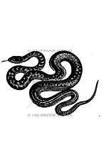 100 Proof Press Stamp Slithering Snake