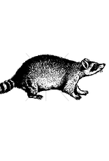 100 Proof Press Stamp Crouching Raccoon