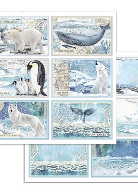 Stamperia 12 x 12 Decorative Paper Arctic Antarctic Cards