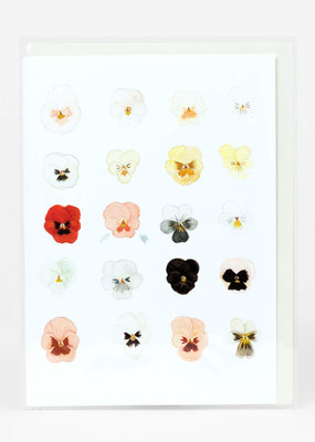 Little Rabbit Goods Card A Taxonomy of Pansies