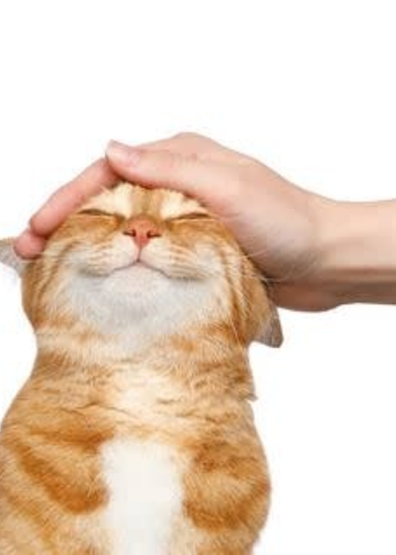Daily Pet Co. Daily Pet Co. CBD Pet Drops for Cats - Salmon Flavored - 300mg
