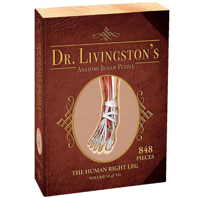 Genius Games Dr. Livingston's Anatomy Jigsaw Puzzle (6) - The Human Right Leg (848 pieces)
