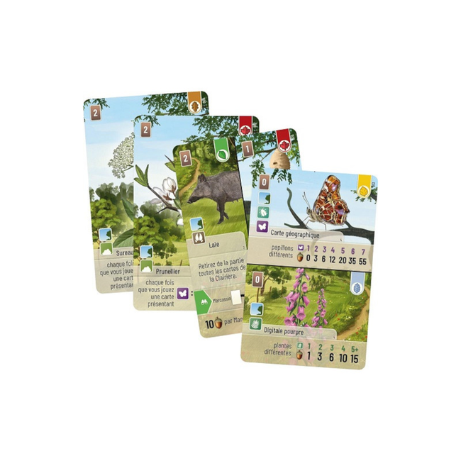 Forêt mixte : Lisière de forêt  [french]